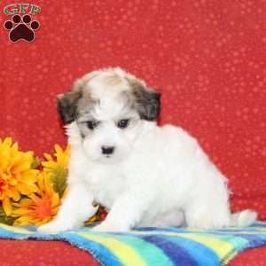 Randy, Maltipoo Puppy